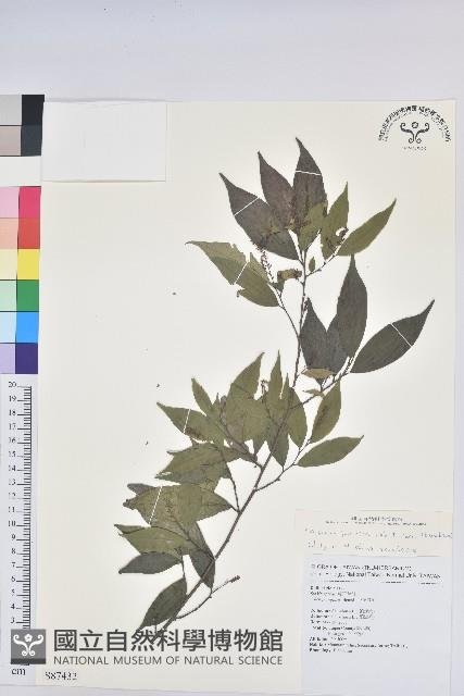 日本五月茶、南投五月茶藏品圖，第1張