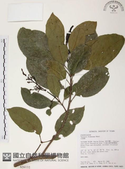 山香圓藏品圖，第1張