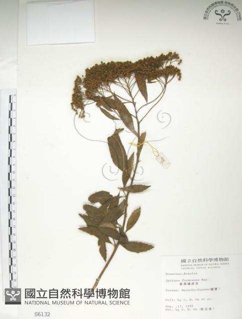 臺灣繡線菊藏品圖，第1張