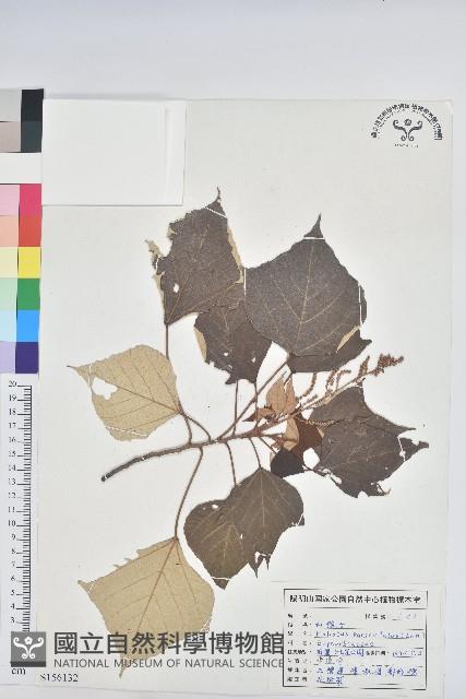 白匏子藏品圖，第1張