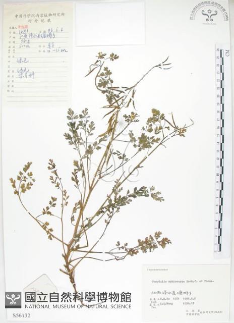 彎果黃菫藏品圖，第1張