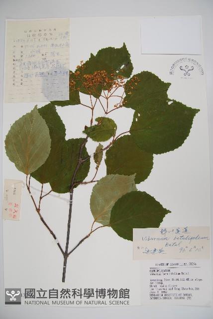 樺葉莢迷、玉山莢迷藏品圖，第1張