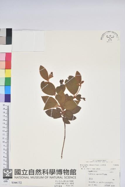 金毛杜鵑藏品圖，第1張