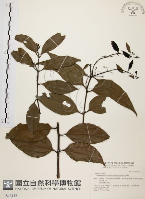 土肉桂藏品圖，第1張