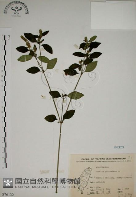 爵床藏品圖，第1張