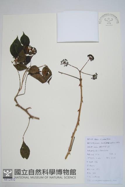 三葉五加、三加皮藏品圖，第1張