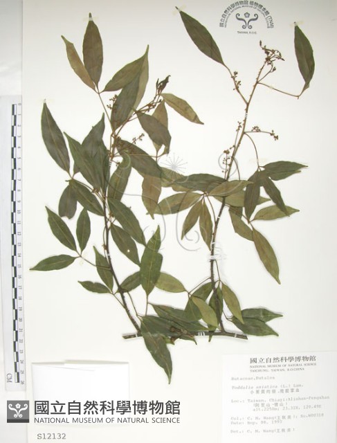 飛龍掌血藏品圖，第1張