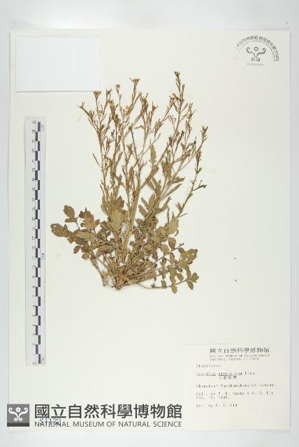 獨行菜藏品圖，第1張