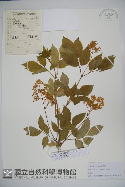 接骨木，木蒴藋藏品圖，第1張