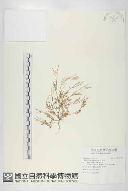 焊菜藏品圖，第1張