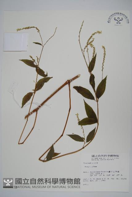 登錄號:S015132藏品圖，第1張