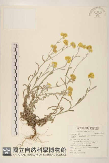 鼠麴草藏品圖，第1張
