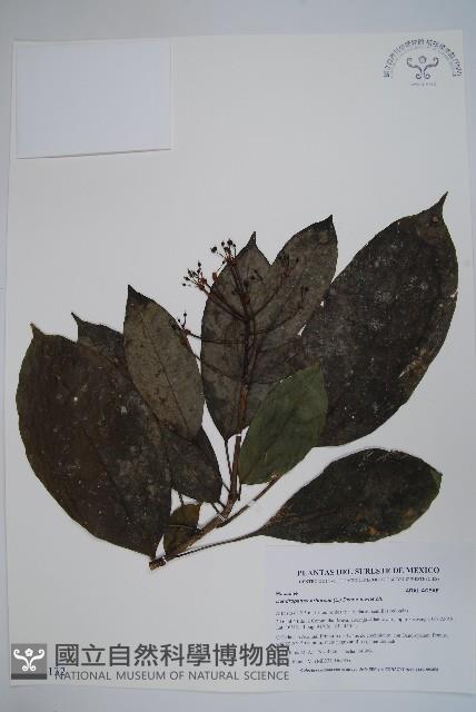 美洲樹參藏品圖，第1張