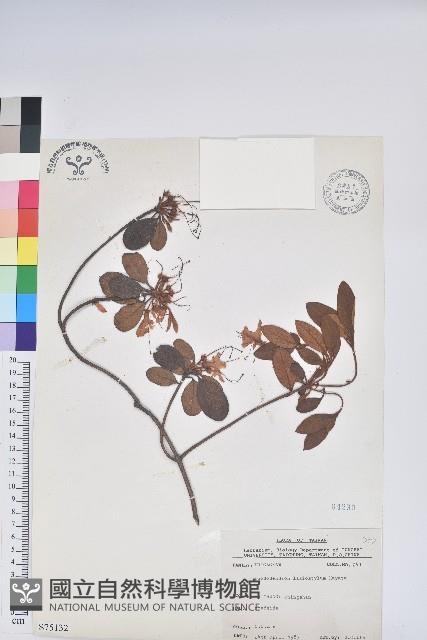 埔里杜鵑藏品圖，第1張