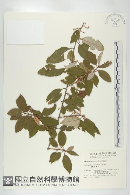 藤胡頹子藏品圖，第1張