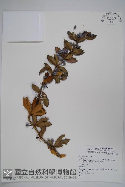 粉葉小檗藏品圖，第1張