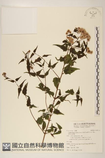 田代氏澤蘭藏品圖，第1張