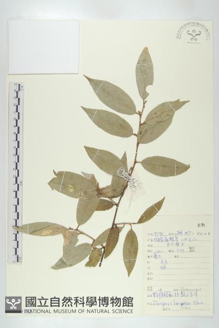 披針葉胡頹子藏品圖，第1張