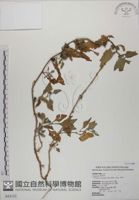 番杏藏品圖，第1張