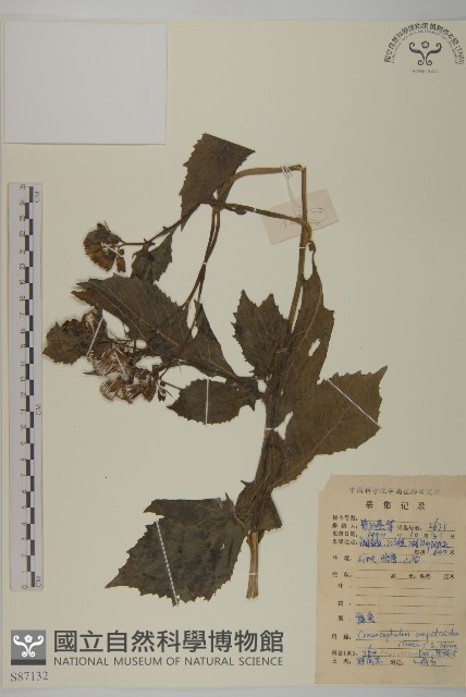 昭和草藏品圖，第1張