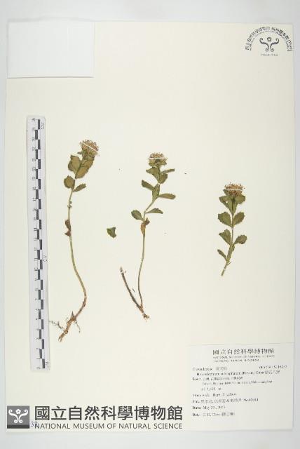 穗花八寶藏品圖，第1張