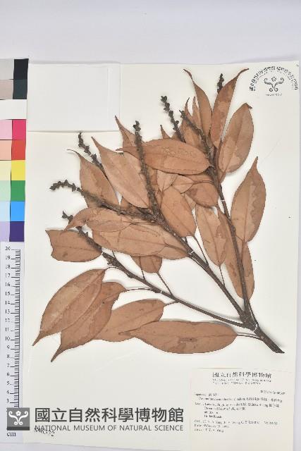 短尾柯、油葉杜、嶺南柯藏品圖，第1張