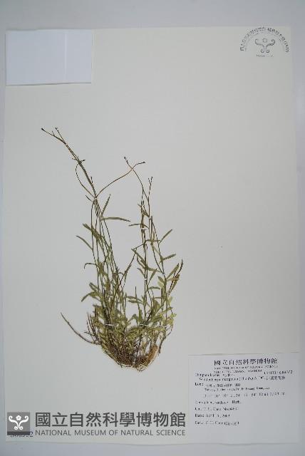 細葉蘭花參藏品圖，第1張