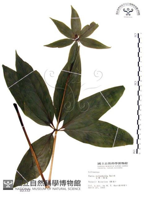 七葉一枝花藏品圖，第1張