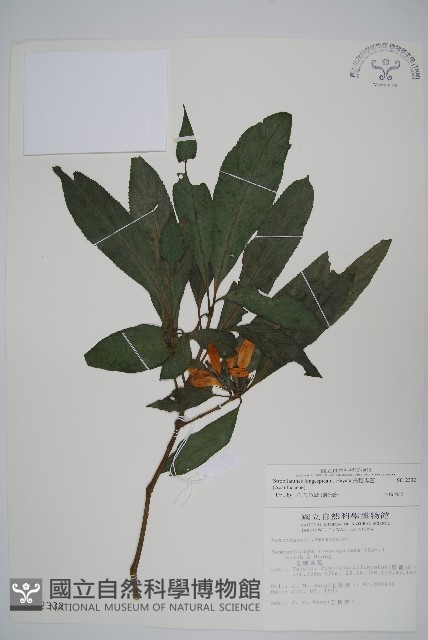 長穗馬藍藏品圖，第1張