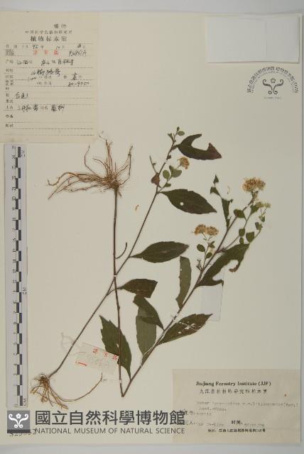 寬傘三褶葉紫菀藏品圖，第1張