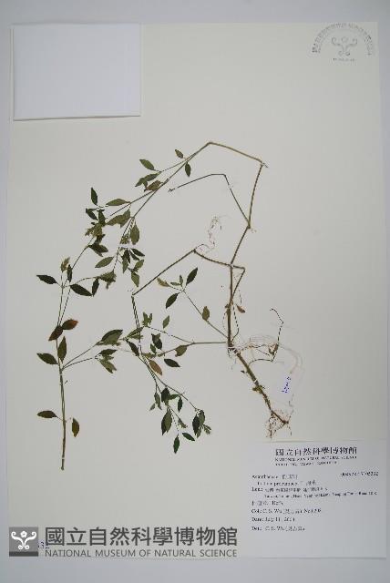 爵床藏品圖，第1張