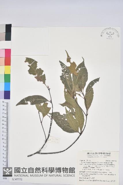 錐果櫟藏品圖，第1張