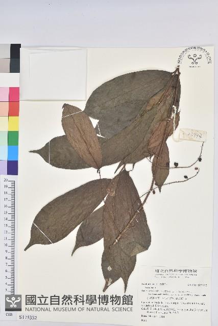 登錄號:S175332藏品圖，第1張