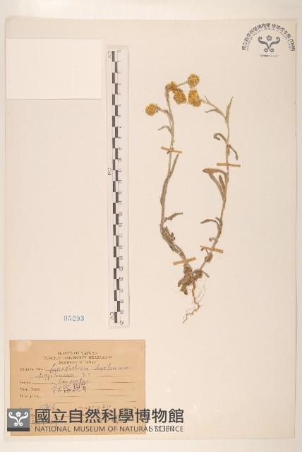 秋鼠麴草藏品圖，第1張