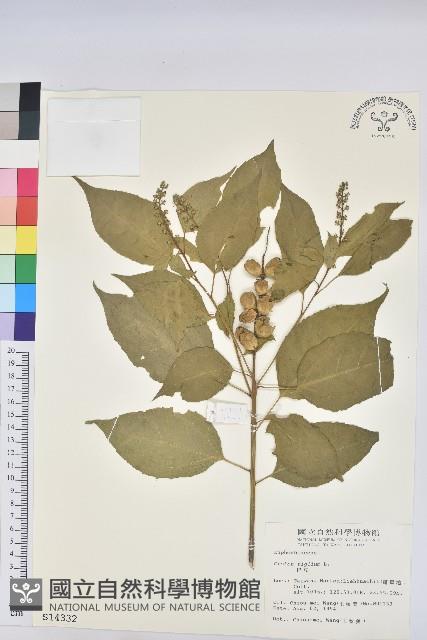 巴豆藏品圖，第1張