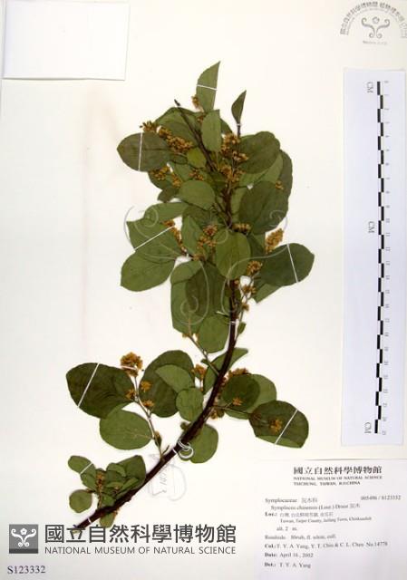 灰木藏品圖，第1張