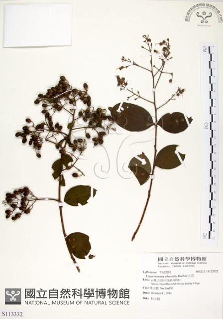 九芎藏品圖，第1張