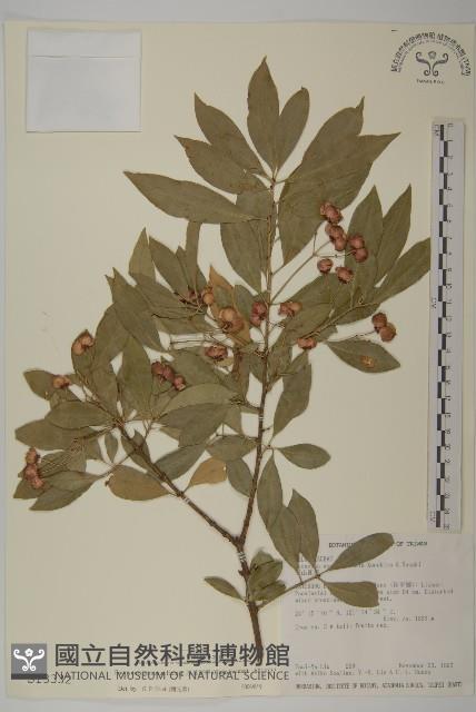 厚葉衛矛, 源一木藏品圖，第1張