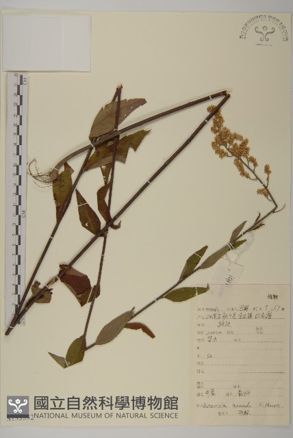 珍珠蒿、奇蒿藏品圖，第1張
