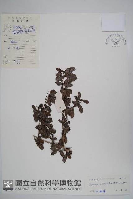 小葉厚殼樹、基及樹藏品圖，第1張