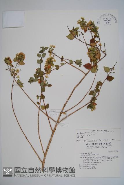 臺灣糯米條藏品圖，第1張