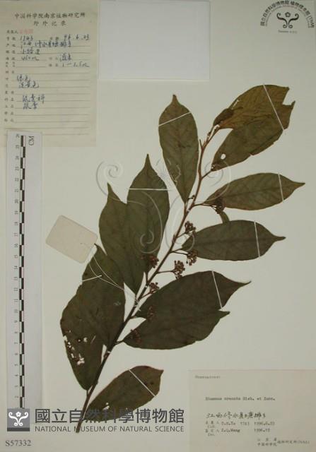 鈍齒鼠李藏品圖，第1張