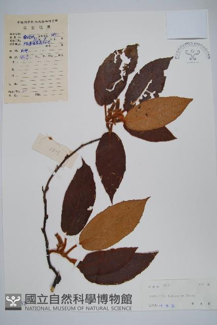 棕毛獼猴桃藏品圖，第1張