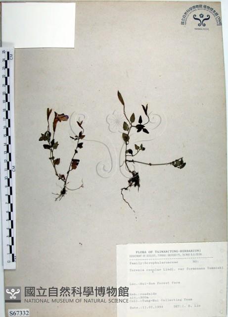 倒地蜈蚣、四角銅鑼藏品圖，第1張