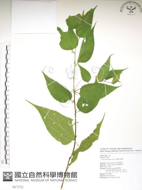 銳葉山黃麻藏品圖，第1張