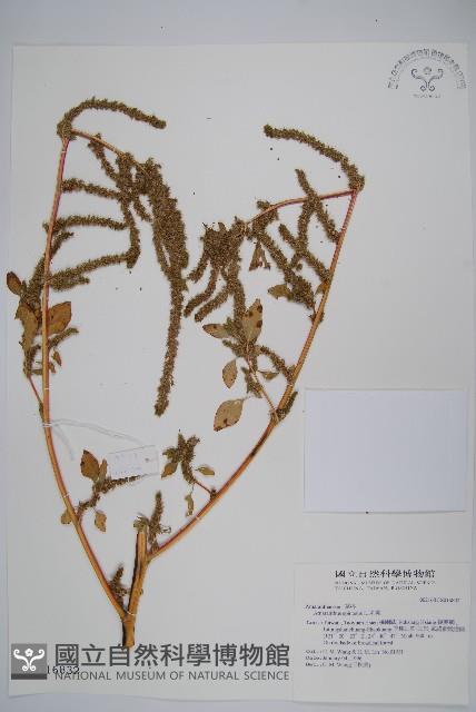 刺莧藏品圖，第1張