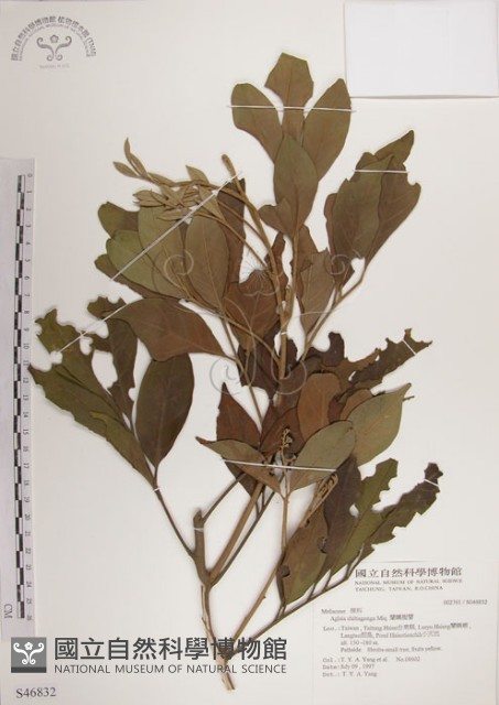 蘭嶼樹蘭藏品圖，第1張
