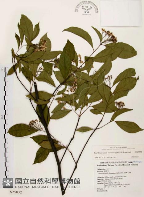 臺灣石楠藏品圖，第1張