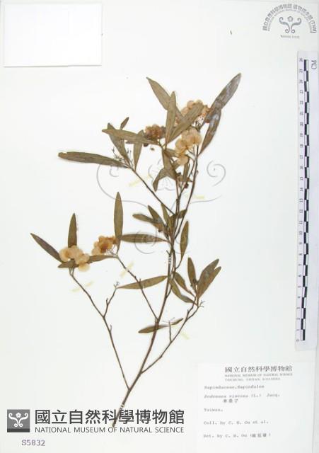 車桑子藏品圖，第1張