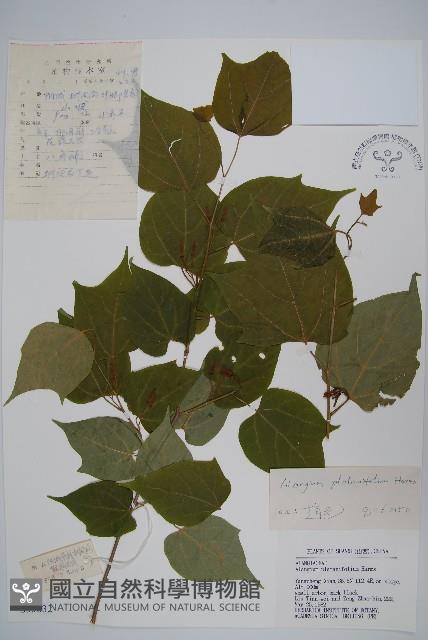 八角楓、瓜木藏品圖，第1張